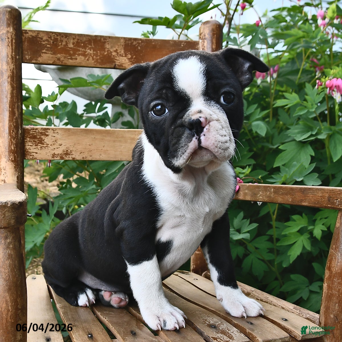 Boston Terrier dogs for sale: Glory - Ad 1