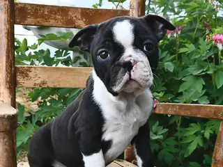 Boston Terrier dogs for sale: Glory - Ad 2