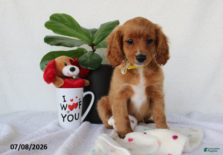 Cavapoo dogs Sadie - Ad 1