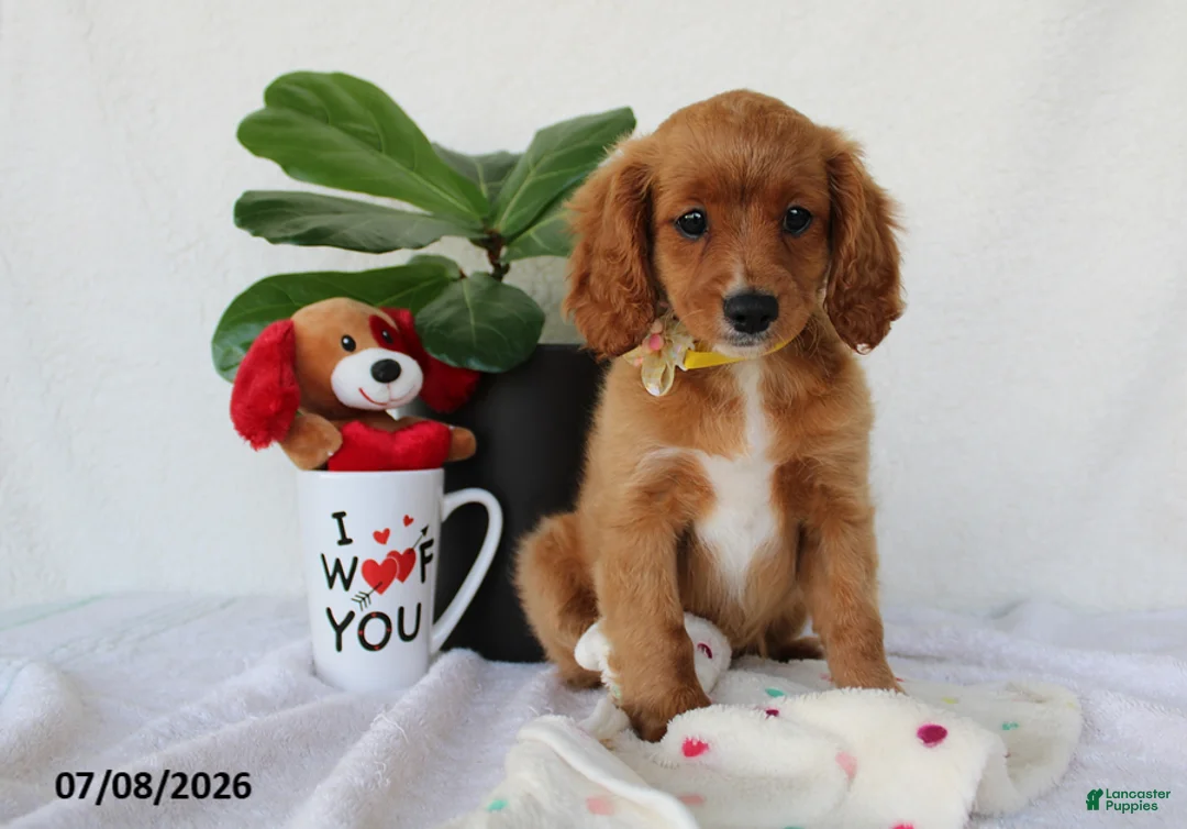 Cavapoo dogs for sale: Sadie - Ad 1