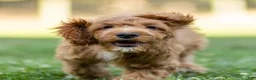 Cavapoo dogs for sale: Jasper Cavapoo  - Ad 1