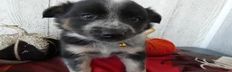 Australian Cattle Dog dogs for sale: Australian Cattle Dog 3 Ollie - Ad 5