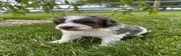 Bernedoodle dogs for sale: Otter - Ad 5