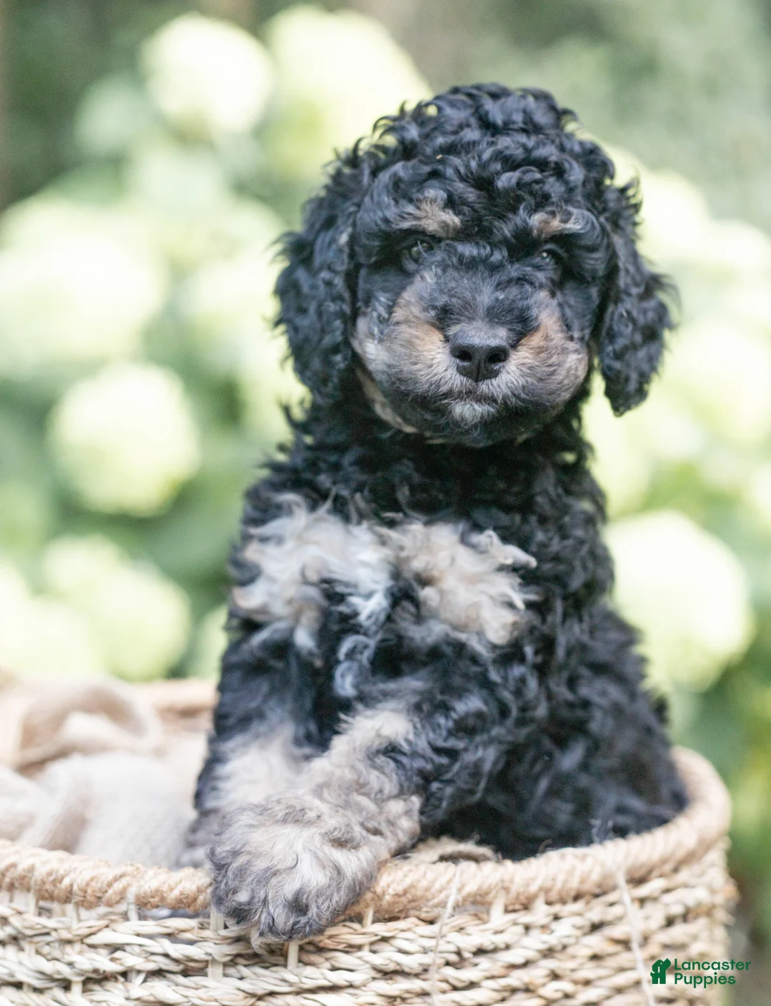 Mini Bernedoodle dogs for sale: Daisy - Ad 1