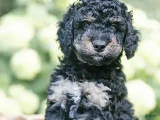 Mini Bernedoodle dogs Daisy - Ad 22