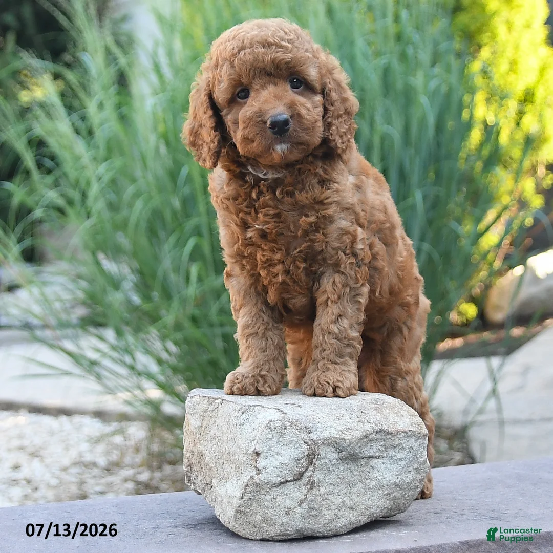 Miniature Poodle dogs for sale: Harvy - Ad 2
