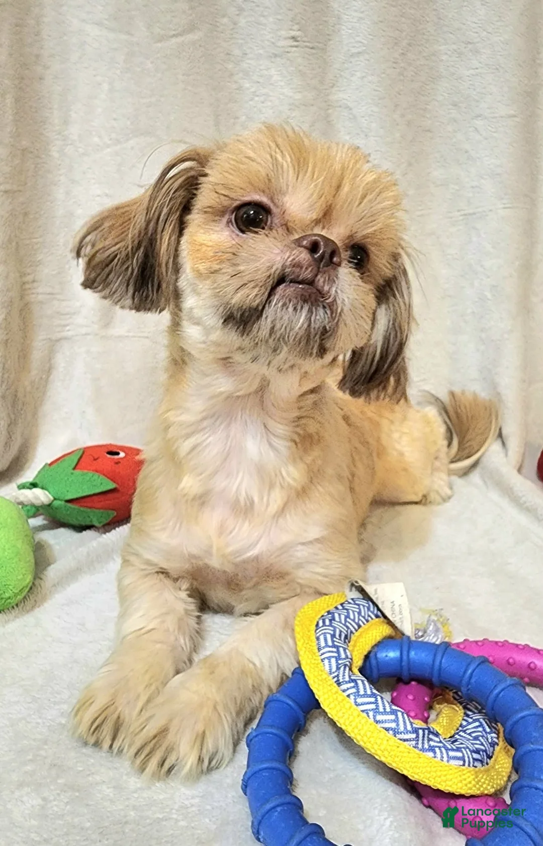 Shih Tzu dogs for sale: Shih Tzu 1 - Ad 2