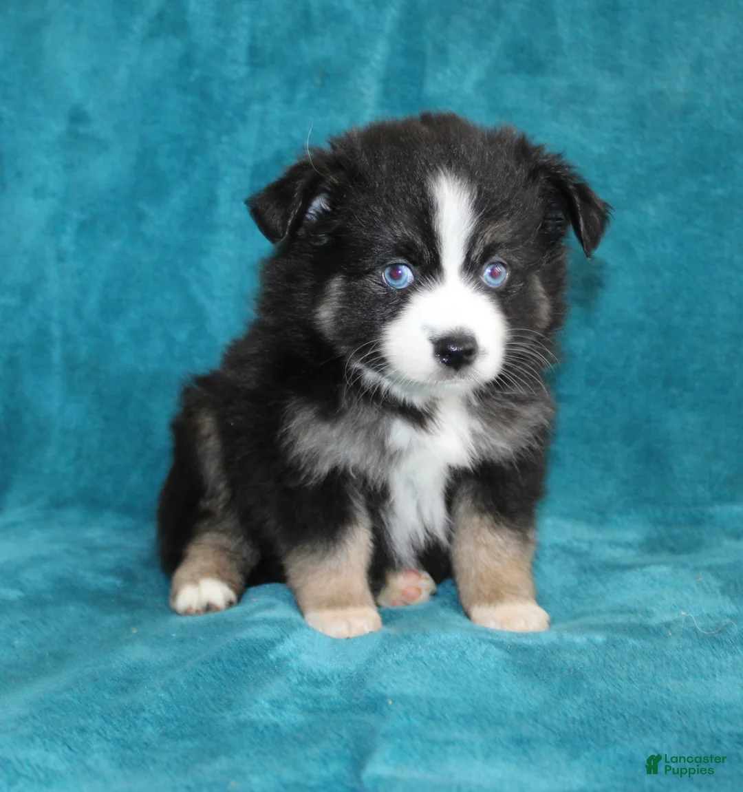 Miniature Australian Shepherd dogs for sale: Jewel - Ad 2