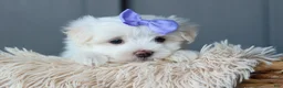 Maltese dogs for sale: PENNY - Ad 14