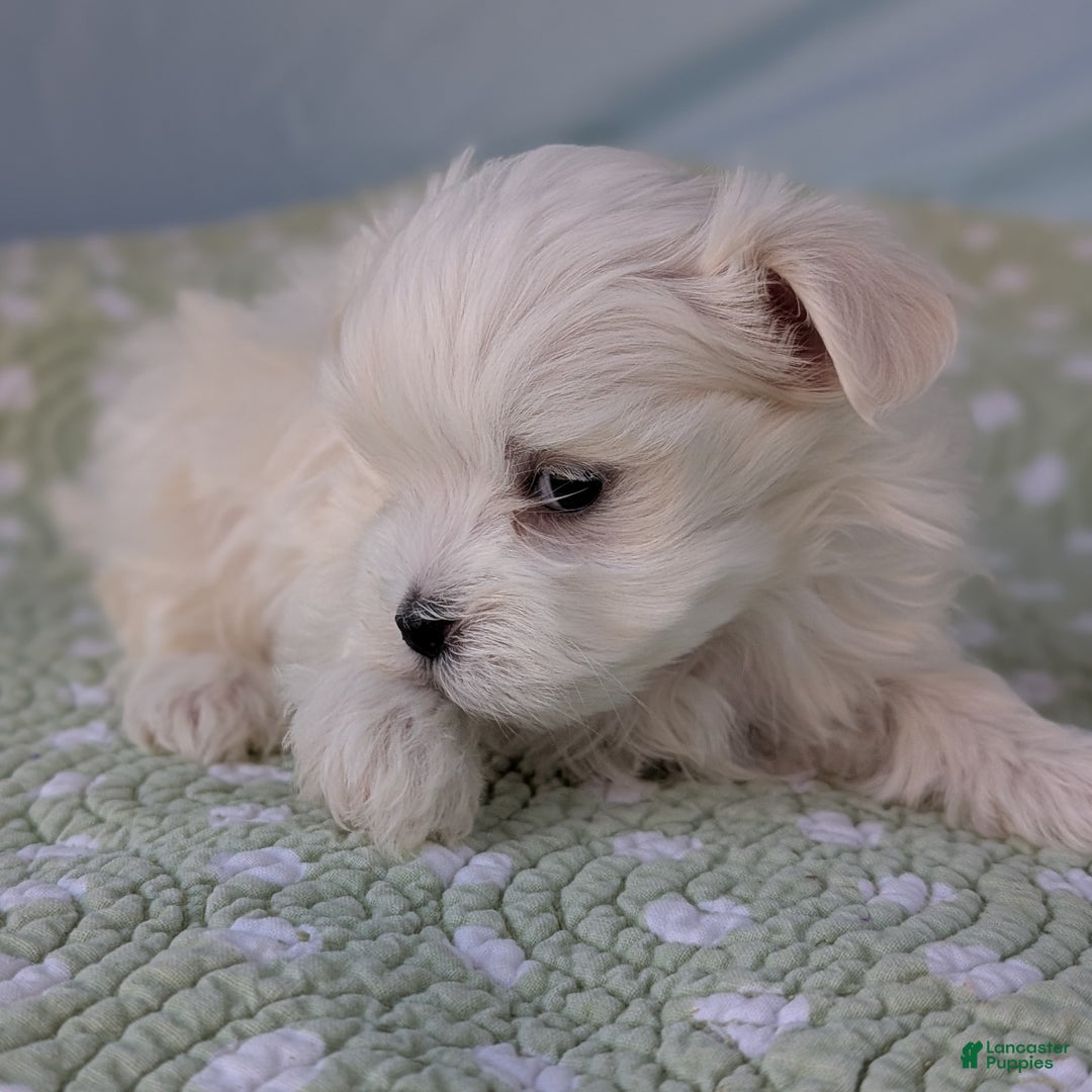 Maltese dogs for sale: Luna - Ad 6