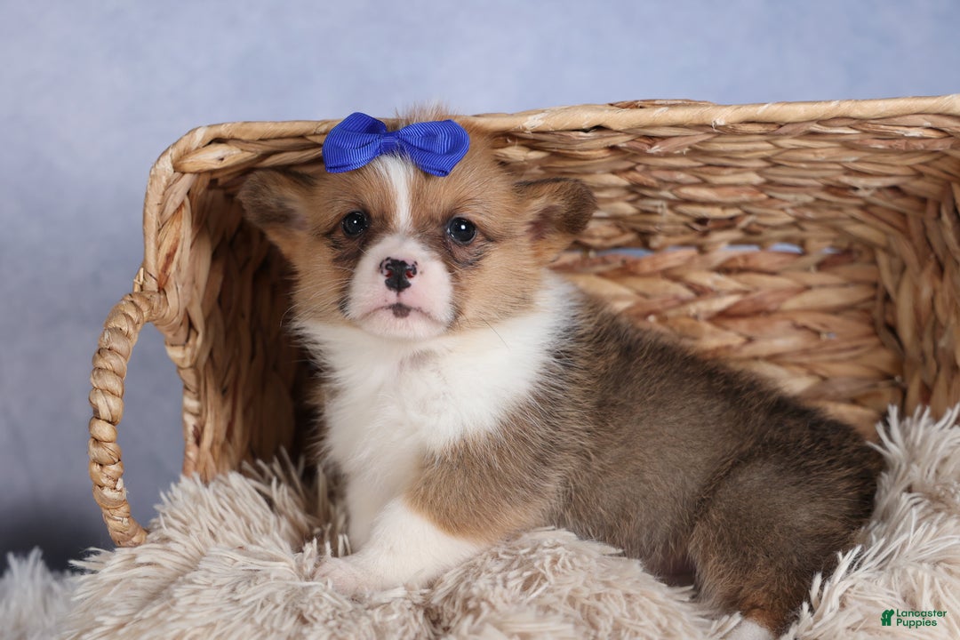 Welsh Corgi Pembroke dogs for sale: BO - Ad 7