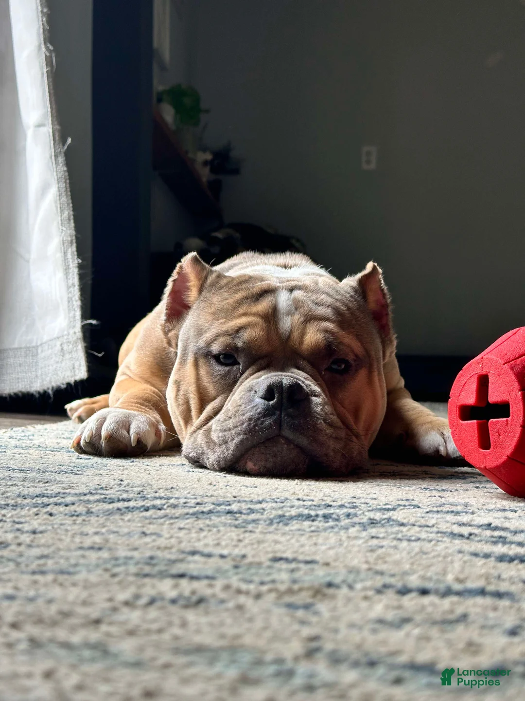 American Bully dogs for sale: American Bully Puppy 1 - Ad 5