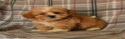 Mixed Breed dogs for sale: Udo - Ad 3
