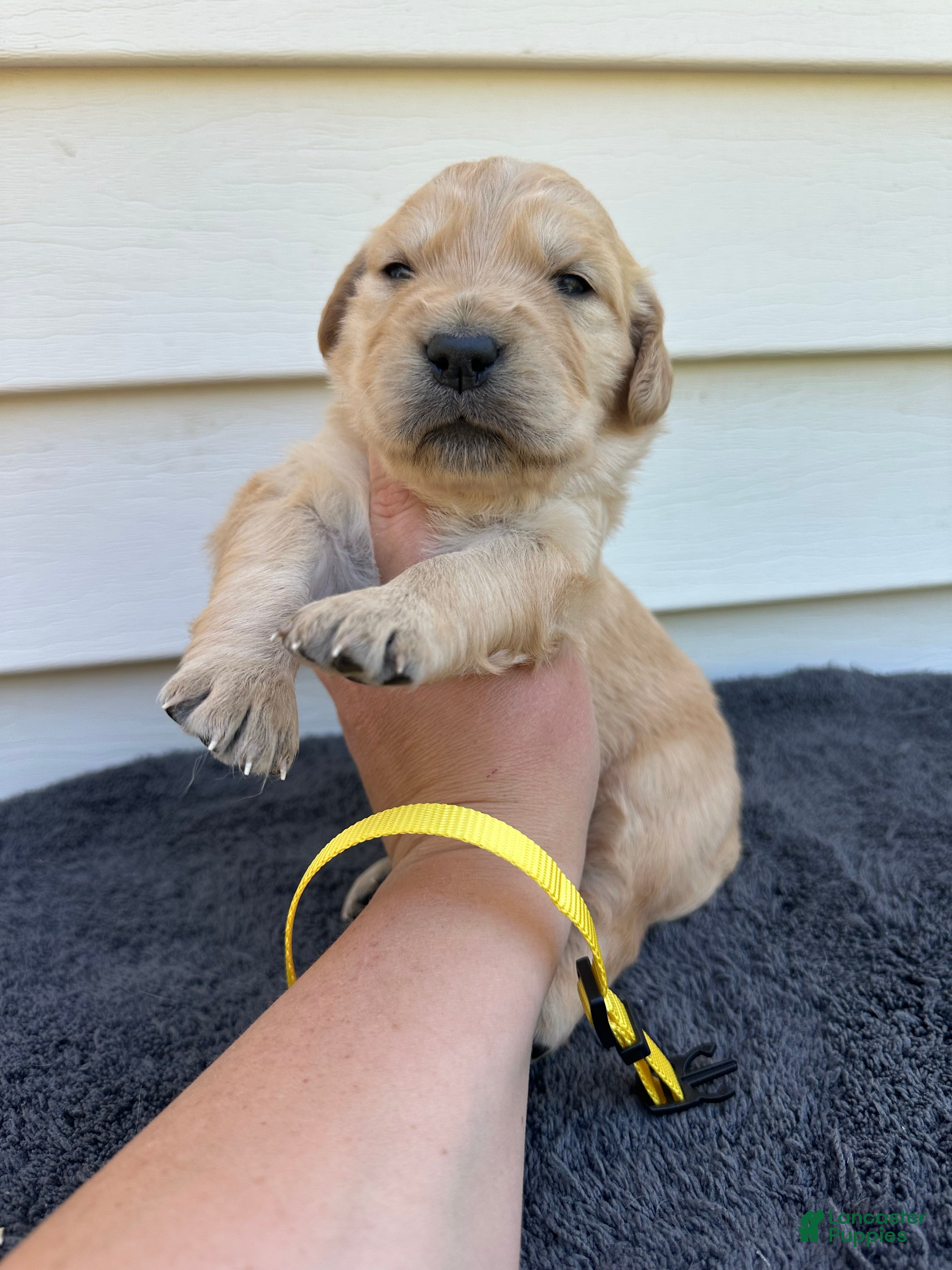 Golden Retriever dogs Linguine - Ad 1