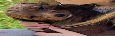 Mini Golden Mountaindoodle- Lionel (Leo)