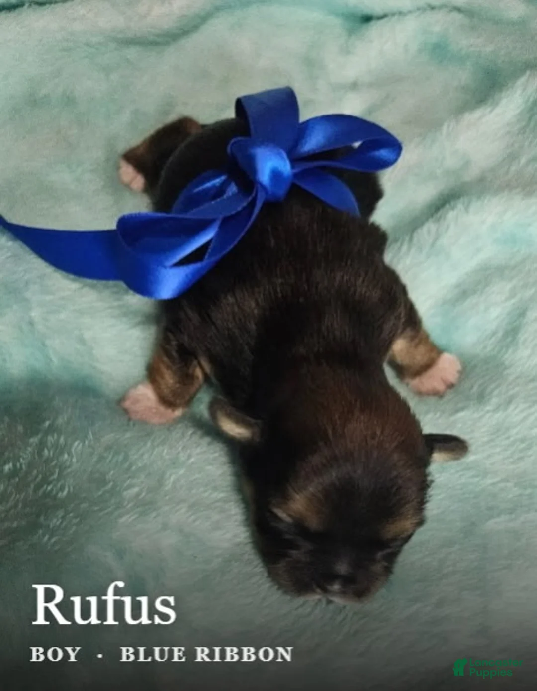 Shih Tzu dogs for sale: Rufus - Ad 2