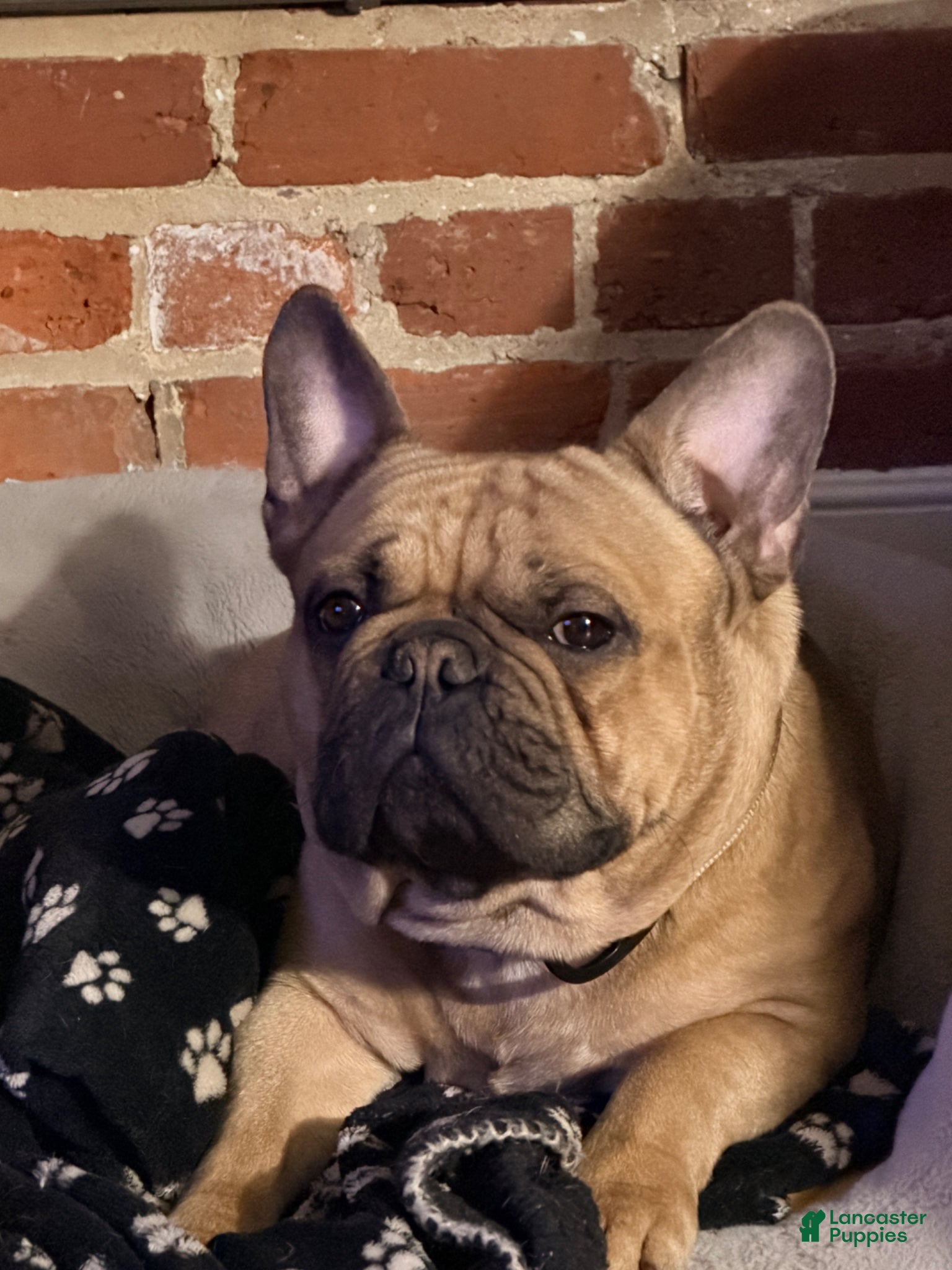 French Bulldog dogs Pacino - Ad 19