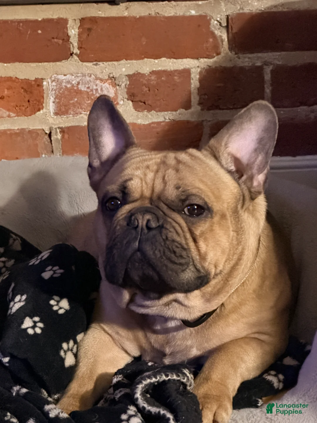 French Bulldog dogs for stud: Pacino - Ad 1