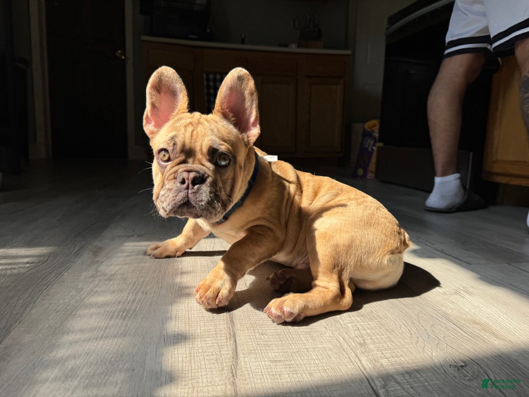 French Bulldog dogs for sale: Pablo - Ad 3