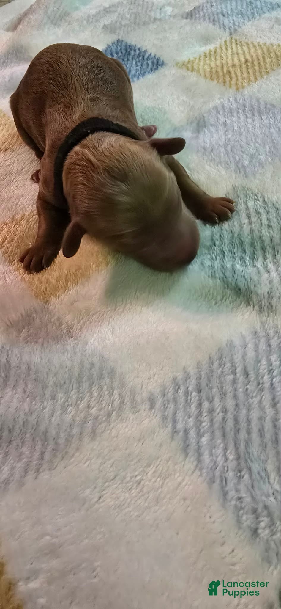 Mini Goldendoodle dogs buddy - Ad 1