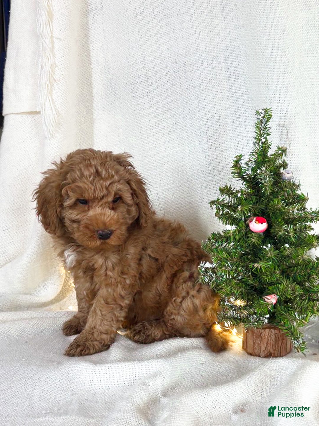 Goldendoodle dogs for sale: Milo - Ad 6