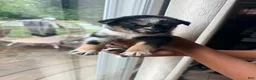 Mixed Breed dogs for sale: Venom - Ad 5