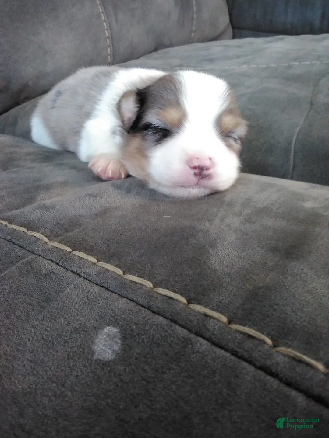 Pomsky dogs for sale: jax - Ad 3