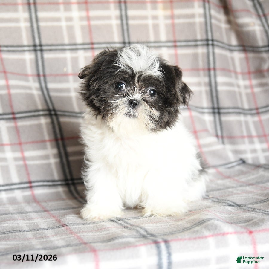 Shih Tzu dogs Wallace - Ad 1