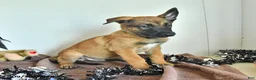 Belgian Malinois dogs for sale: Sevenis - Ad 4