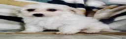 Yochon dogs for sale: Millie - Ad 4