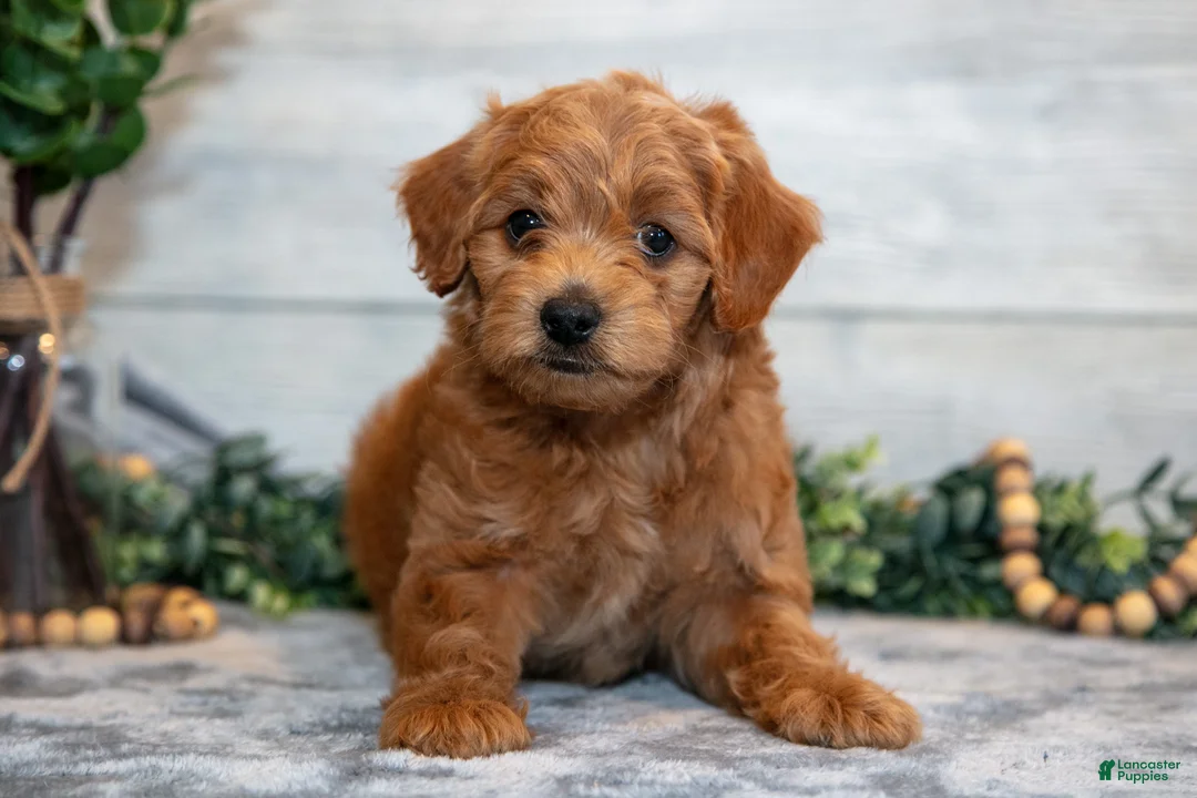 Mini Goldendoodle dogs for sale: Stella - Ad 2