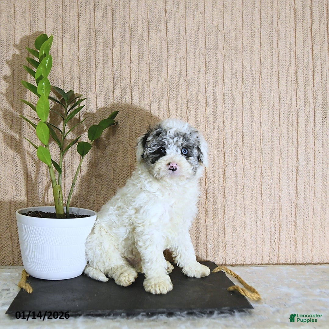 Mini Bernedoodle dogs for sale: Romeo - Ad 2