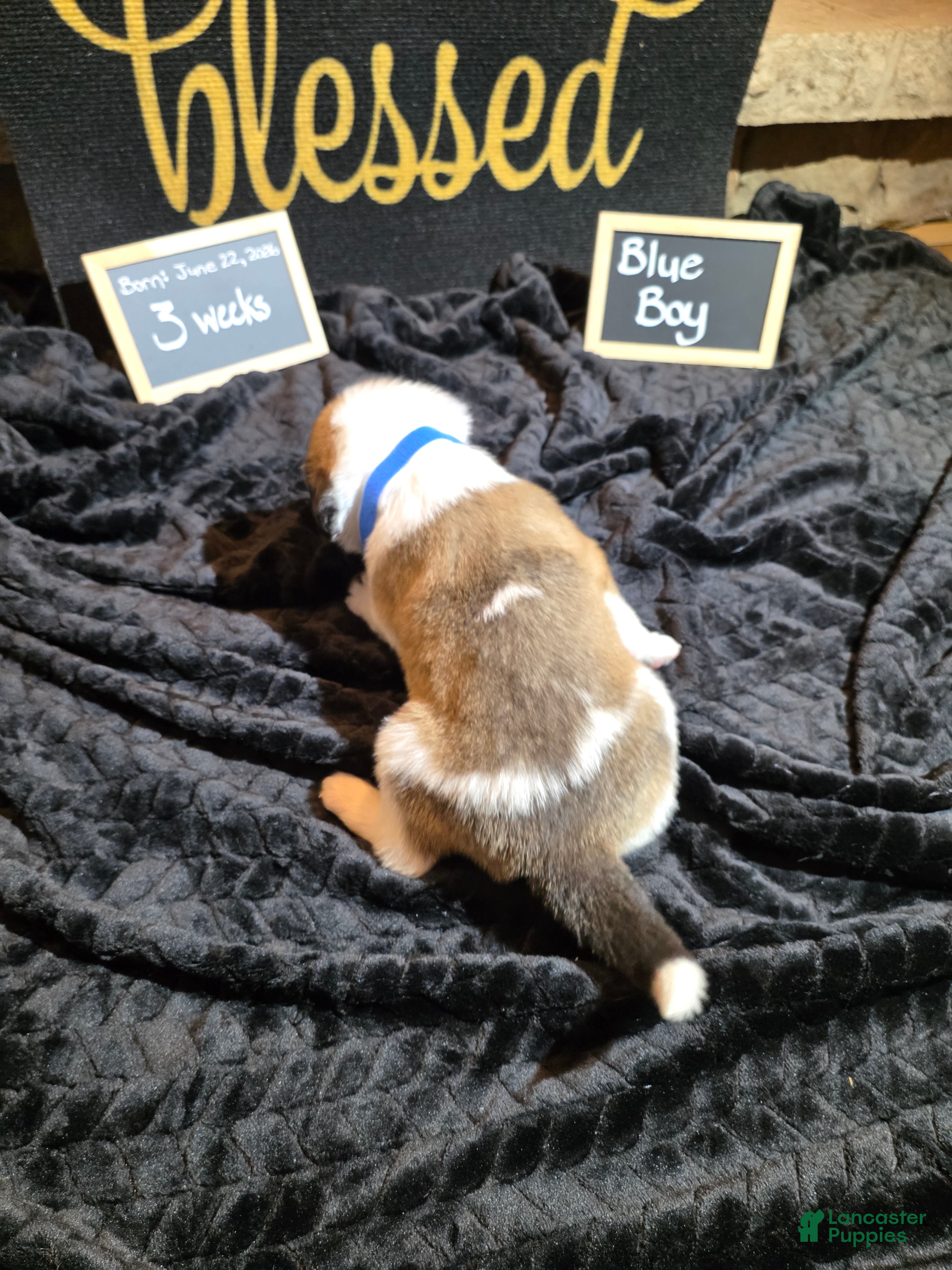 Mixed Breed dogs Blue Boy - Ad 2