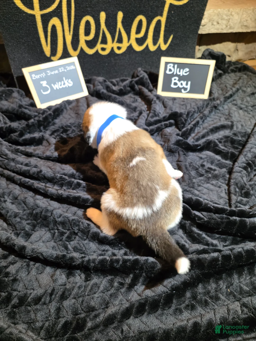 Mixed Breed dogs for sale: Blue Boy - Ad 2