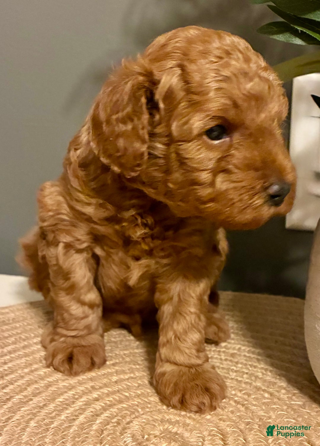 Cockapoo dogs for sale: Maverick - Ad 2