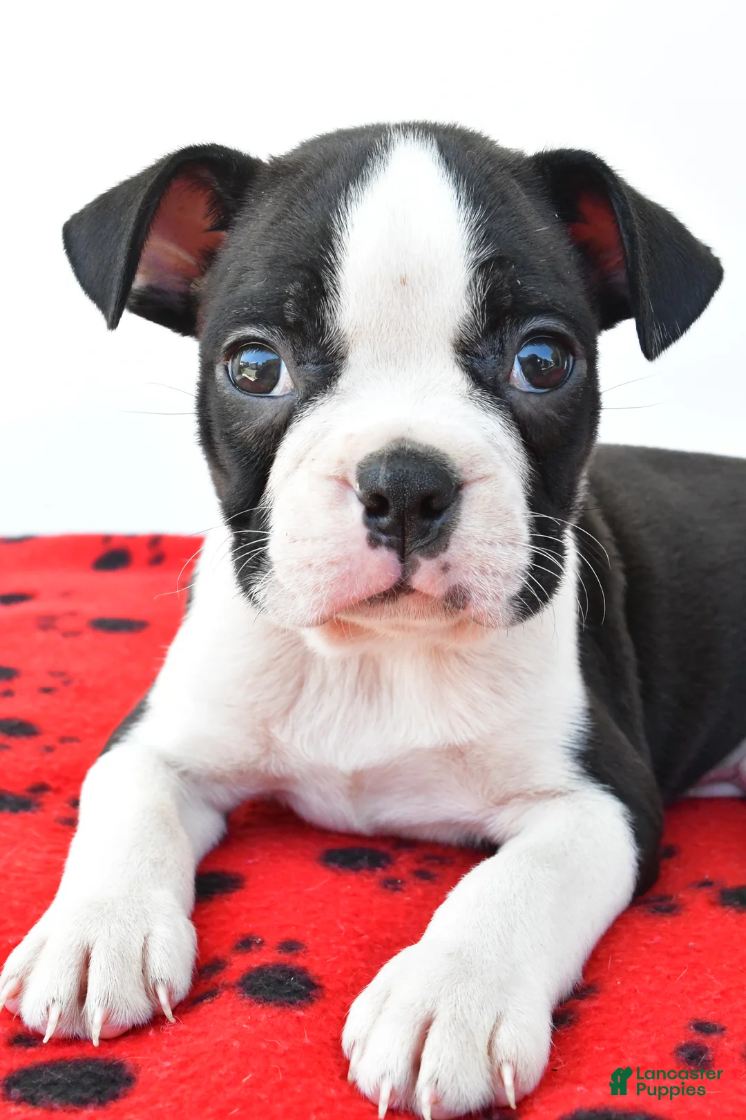 Boston Terrier dogs for sale: Ranger - Ad 2