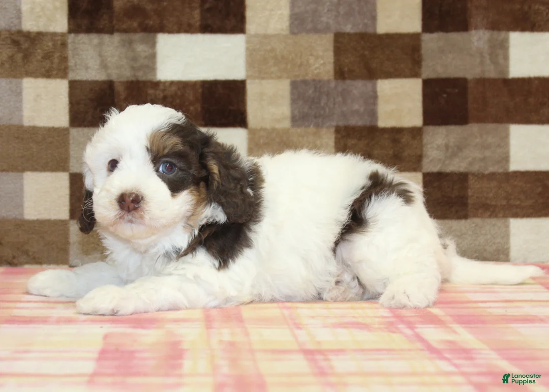Mini Bernedoodle dogs for sale: Cupcake - Ad 2