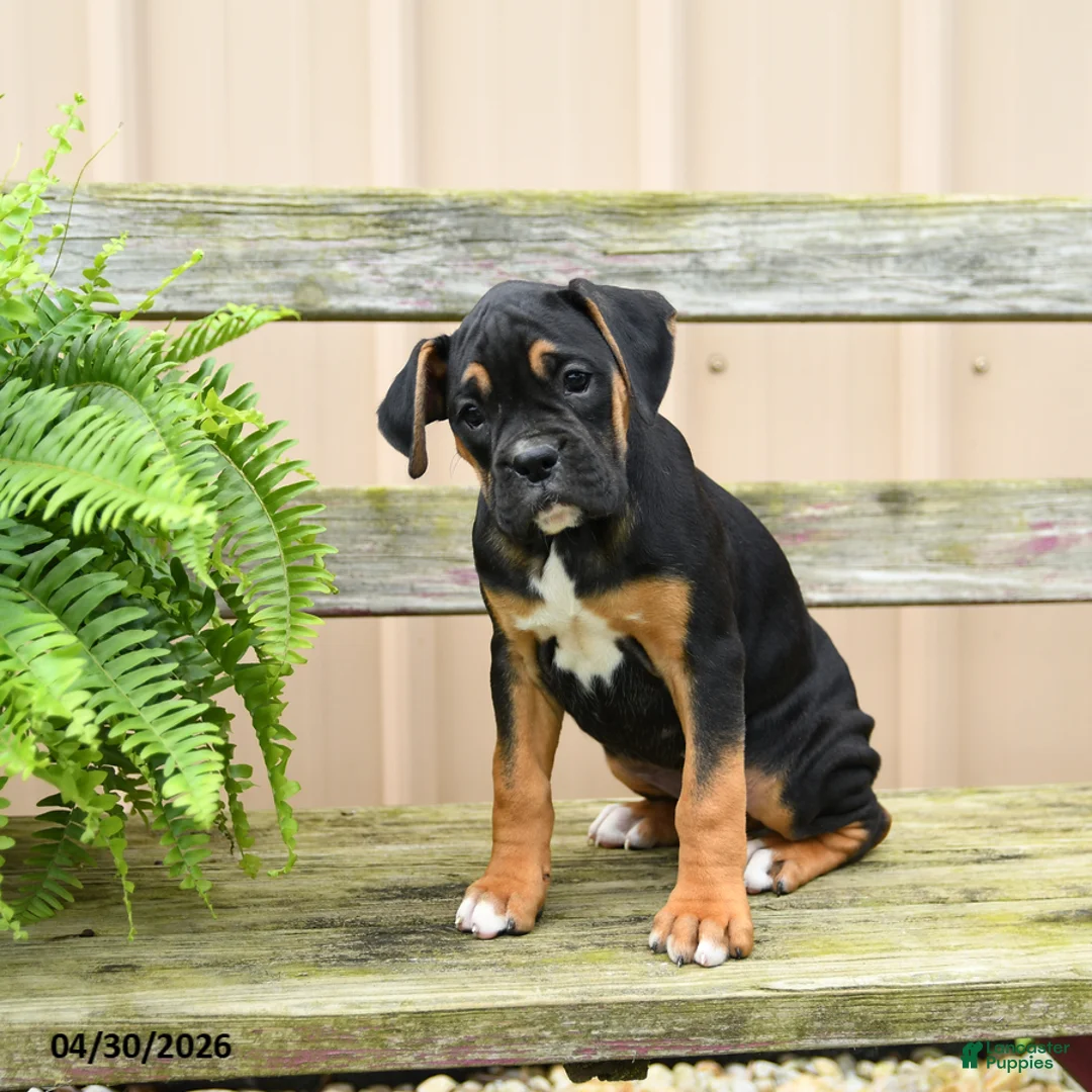 Boxer dogs for sale: Fudge - Ad 2