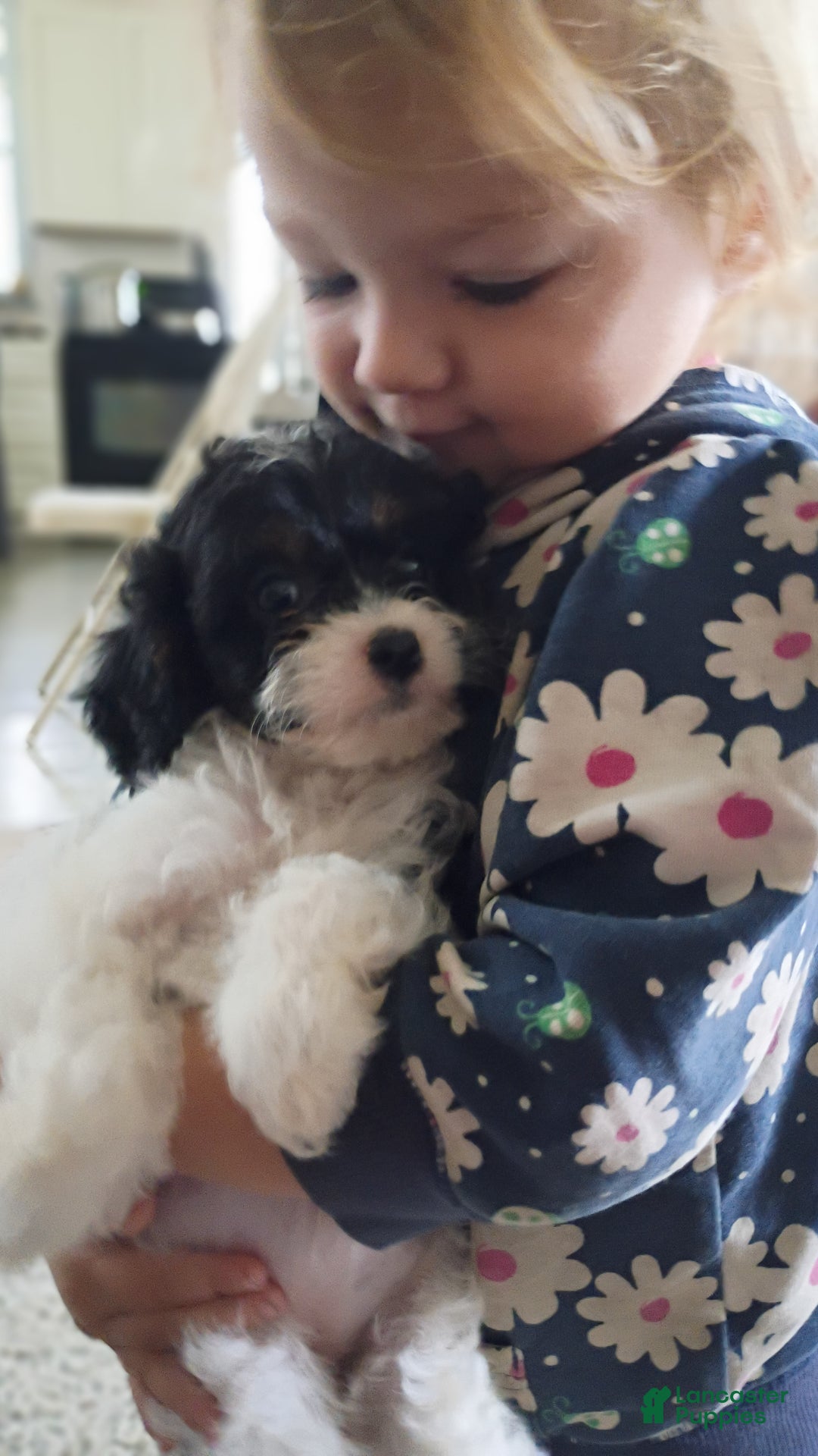 Cavapoo dogs for sale: Sasha - Ad 5