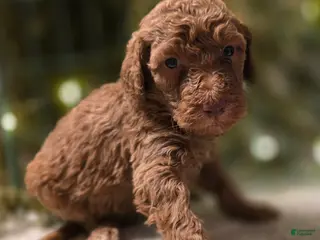 Goldendoodle dogs Goldendoodle Puppy 2 - Ad 39