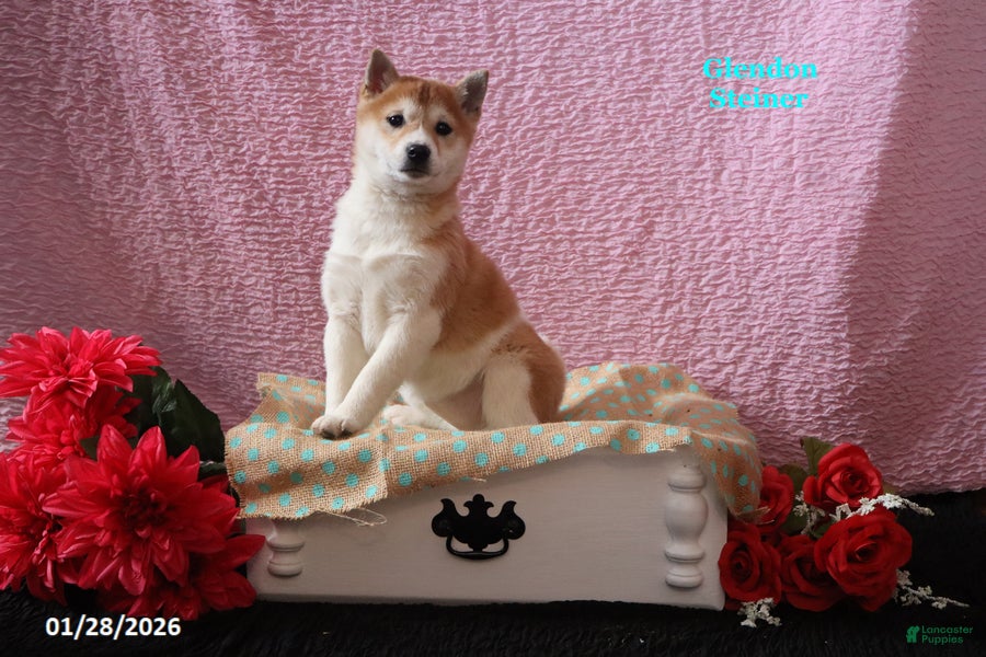 Shiba Inu dogs Harmony - Ad 5