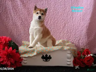 Shiba Inu dogs Harmony - Ad 5