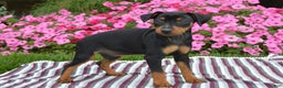 Miniature Pinscher dogs for sale: Bullet - Ad 5