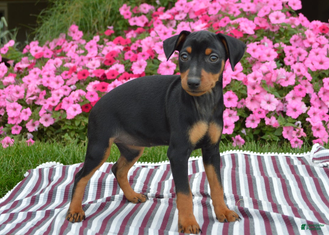 Miniature Pinscher dogs for sale: Bullet - Ad 5