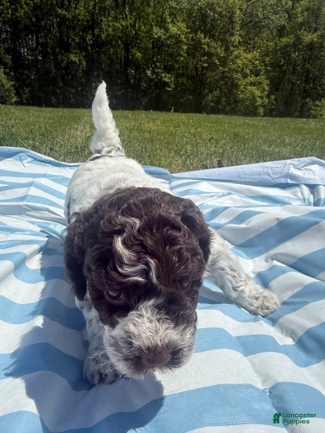 Lagotto Romagnolo dogs for sale: Lagotto Romagnolo Puppy 2 - Ad 2