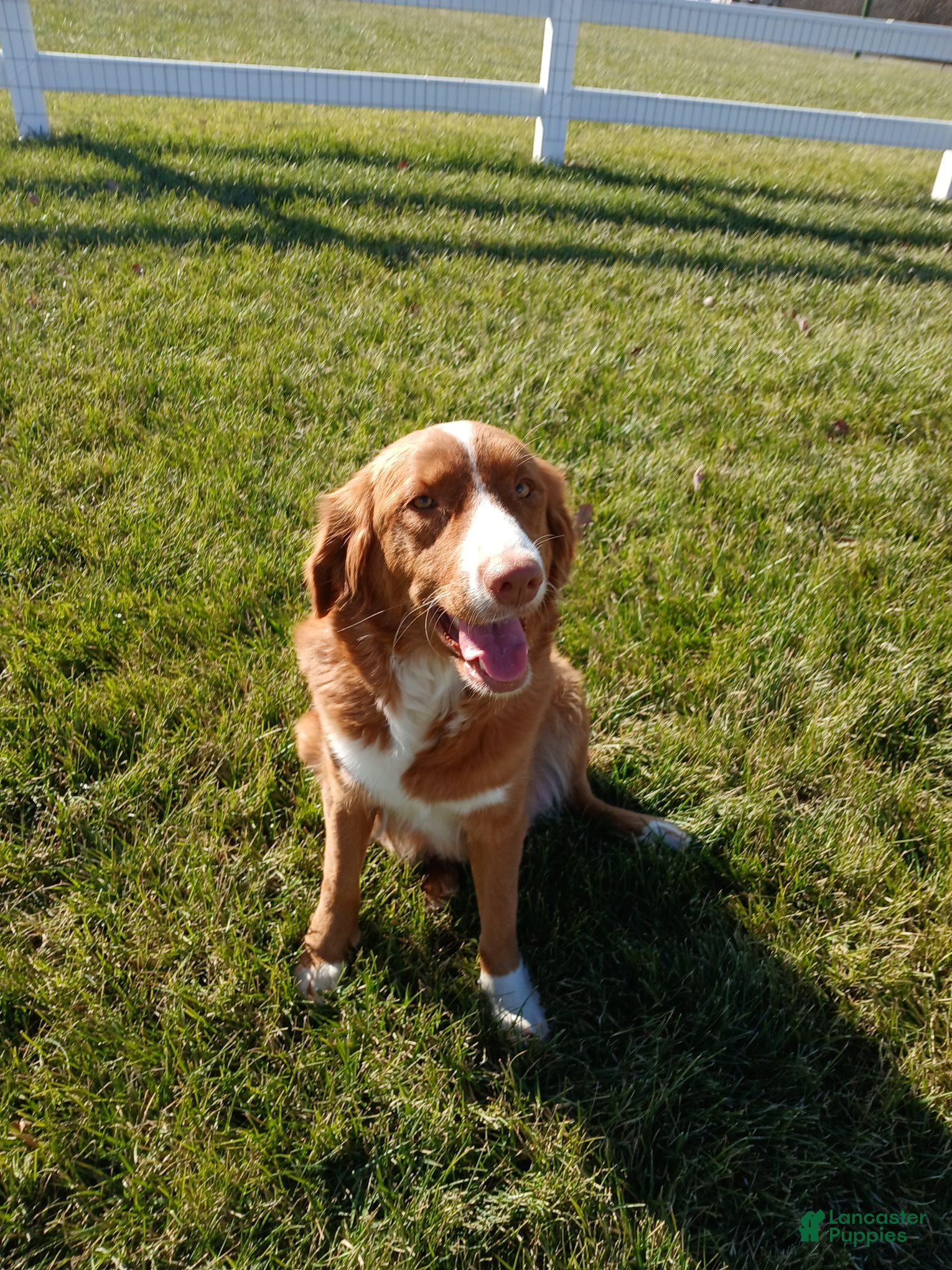 Nova Scotia Duck Tolling Retriever dogs Nova Scotia Duck Tolling Retriever Puppy 7 - Ad 2