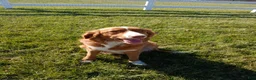 Nova Scotia Duck Tolling Retriever dogs for sale: Nova Scotia Duck Tolling Retriever Puppy 7 - Ad 2
