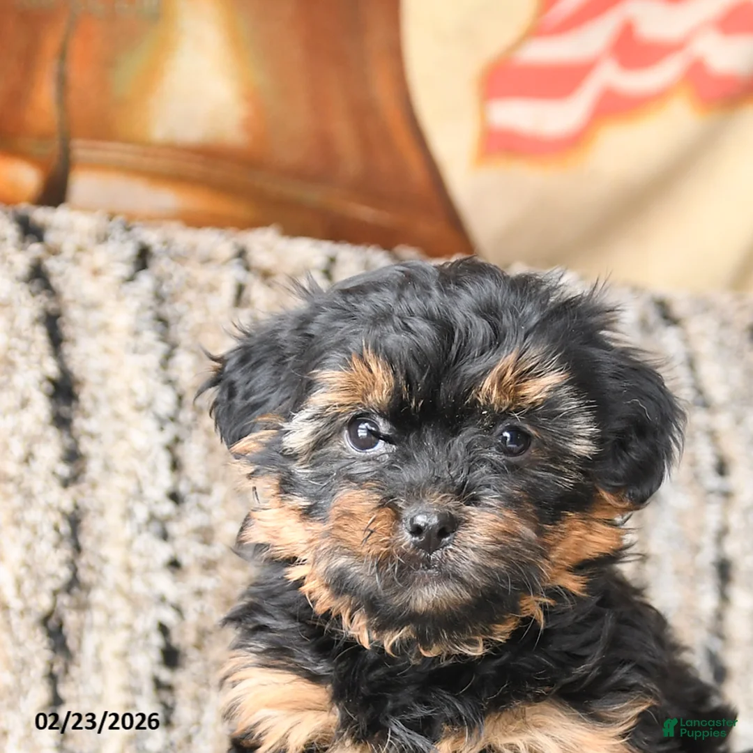 Shorkie dogs for sale: Joy - Ad 2