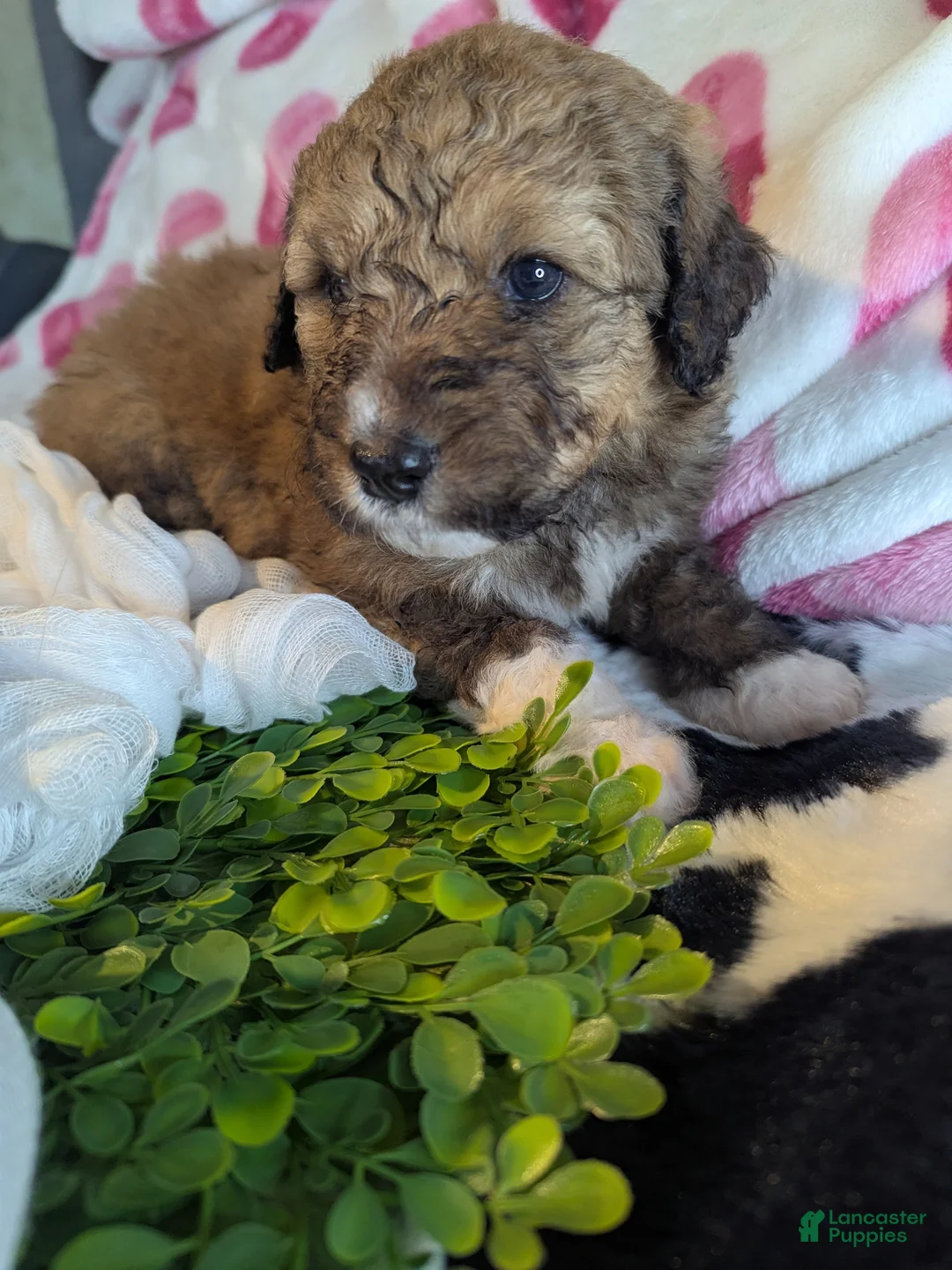 Mixed Breed dogs for sale: Romie  - Ad 1