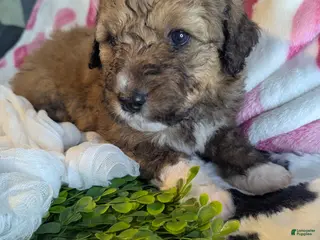 Mixed Breed dogs Romie - Ad 23